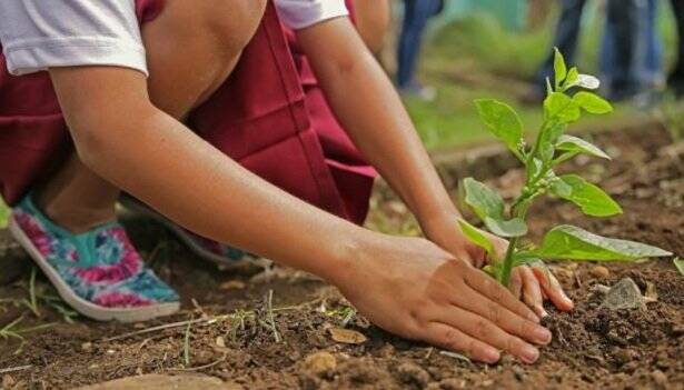 Ladispoli, gli alunni della Caravaggio piantano nuovi alberi nel bosco di Palo