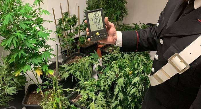 Torrimpetra, allacci abusivi e una serra in casa per coltivare marijuana: arrestato 33enne
