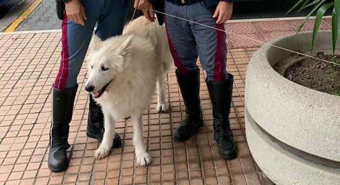 Roma, vaga solo e infreddolito sul Raccordo: cane soccorso dalla Polizia