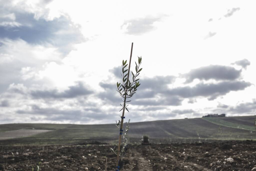 Attivisti M5S: “Il 24 novembre pianteremo a Civitavecchia due olivi per la Festa dell’albero”