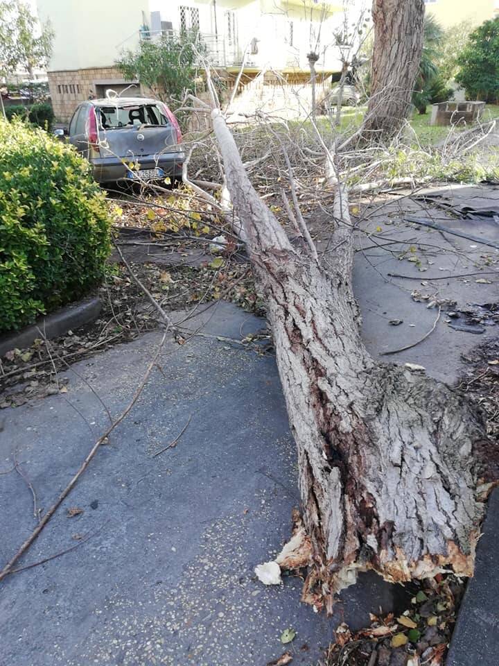 Fiumicino, al Villaggio Azzurro ramo di pioppo cade su auto parcheggiata