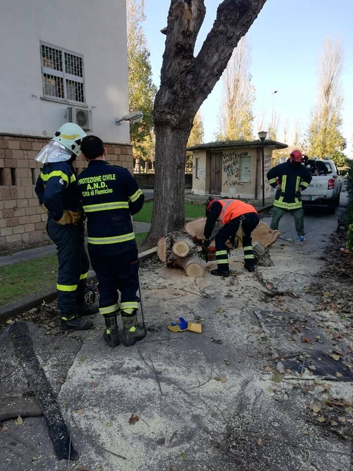 Fiumicino, al Villaggio Azzurro ramo di pioppo cade su auto parcheggiata