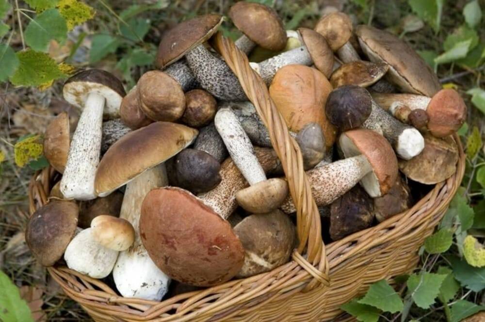 I Funghi, per vivere a tavola i sapori e gli odori del bosco