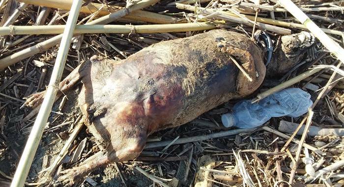 Rifiuti e carcasse di animali sulla spiaggia di Ardea, Montesi: “Un pericolo per la salute pubblica”