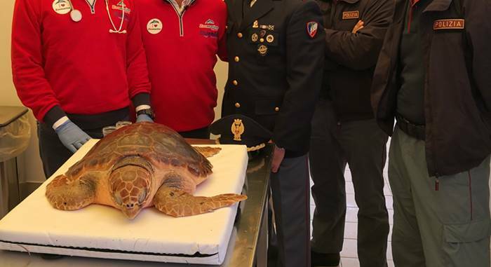 Nettuno, la Polizia di Stato libera in mare una tartaruga “Caretta caretta”