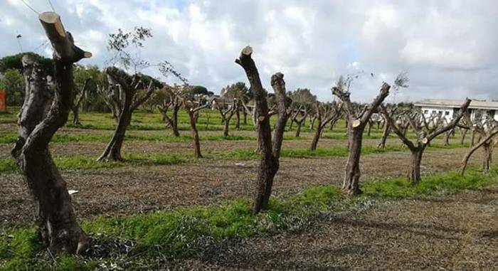 Sradicamento degli ulivi nel centro di Ladispoli, il Pd: “Uno scempio che poteva essere evitato”