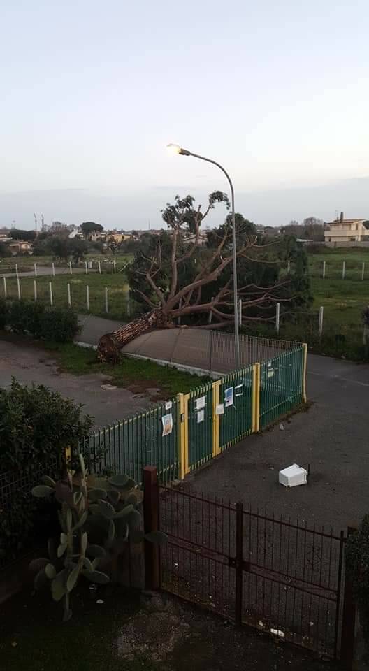 Nettuno: alberi abbattuti dal maltempo, oltre 30 interventi della Polizia locale