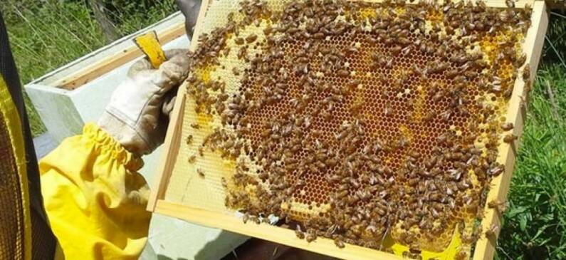 Regione Lazio: via libera all’emendamento sull’apicoltura laziale