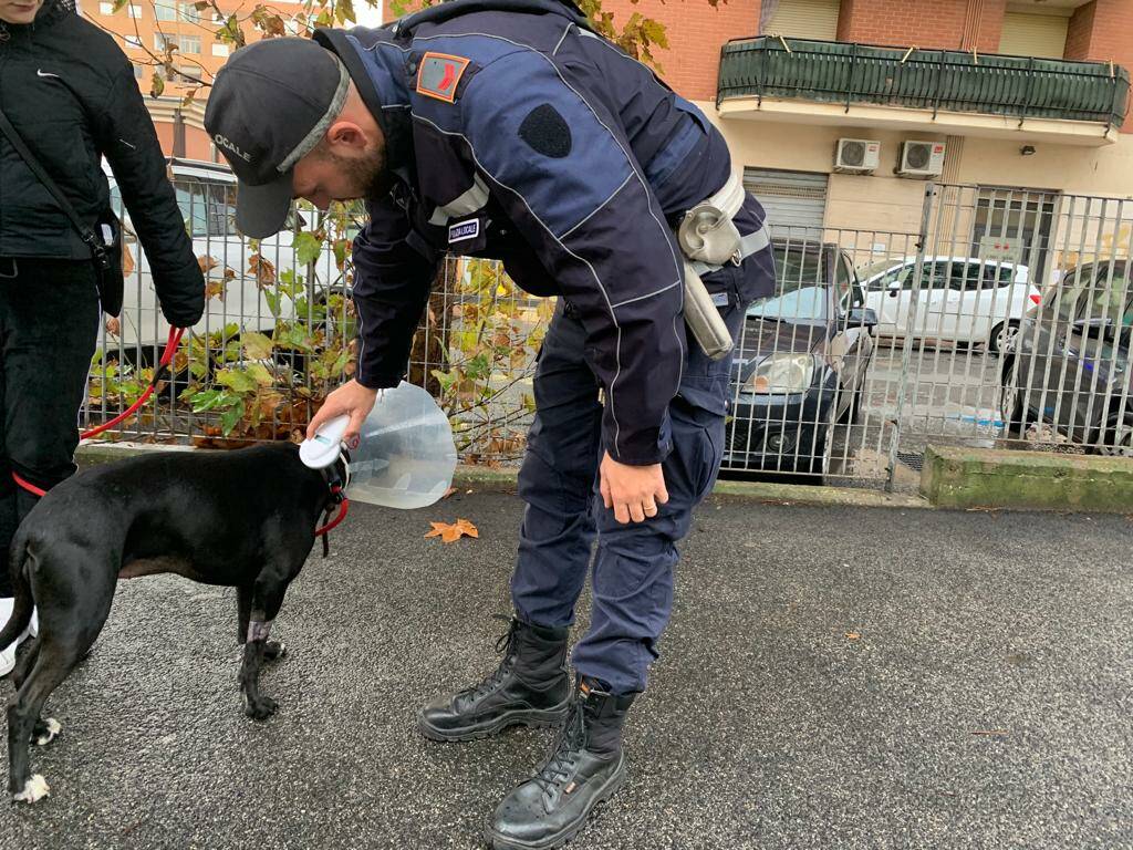 Microchip ai cani, al via i controlli della Polizia locale a Pomezia