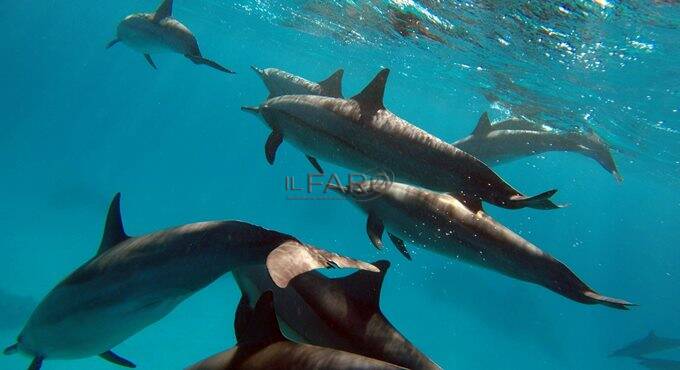 Delfini, squali e pesci: Ostia approva il codice etico di avvistamento delle specie marine