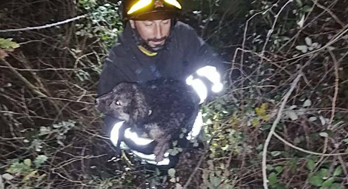 Fondi, cucciolo di cane rimane intrappolato in un fossato tra i rovi: salvato dai Vigili del Fuoco