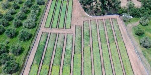 Regione Lazio, agricoltura: completata la ricognizione dei distretti rurali, biologici e agroalimentari