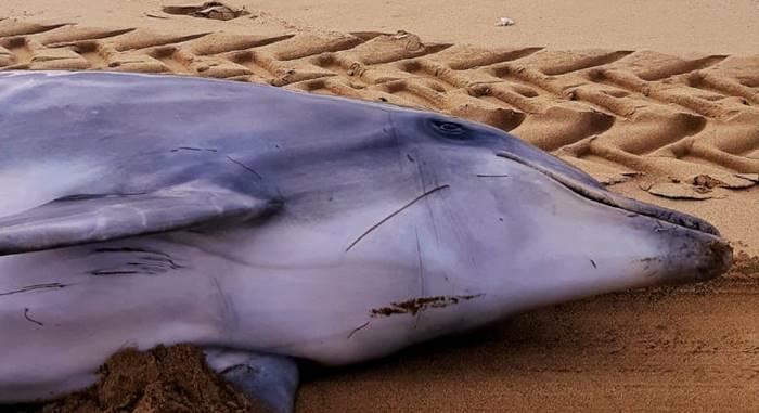Sabaudia, recuperata la carcassa di un delfino spiaggiato