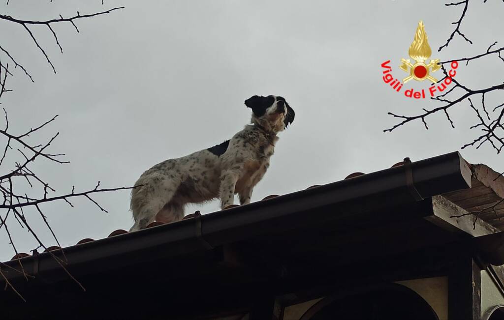 Resta bloccato sul tetto: cane salvato dai Vigili del fuoco a Formia