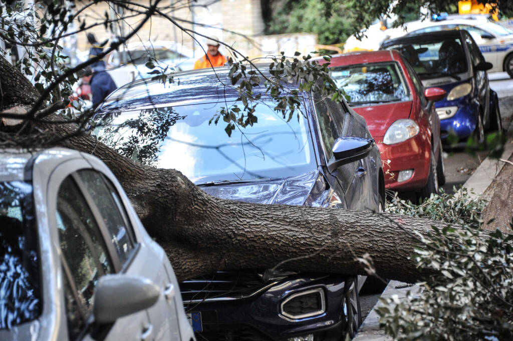 Vento forte, strage di alberi: solo per un caso non ci sono feriti