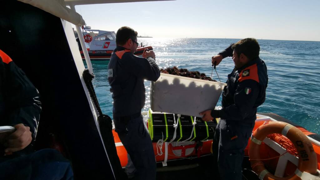 Civitavecchia, fermati dalla Guardia Costiera tre pescatori abusivi di ricci di mare