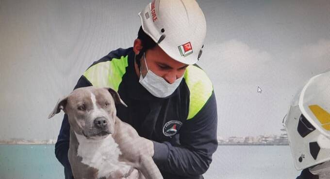Cane scivola sugli scogli e resta incastrato, salvato dalla Protezione civile di Fiumicino