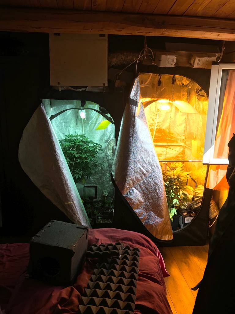Pomezia, serra di marijuana in casa: in manette 4 persone