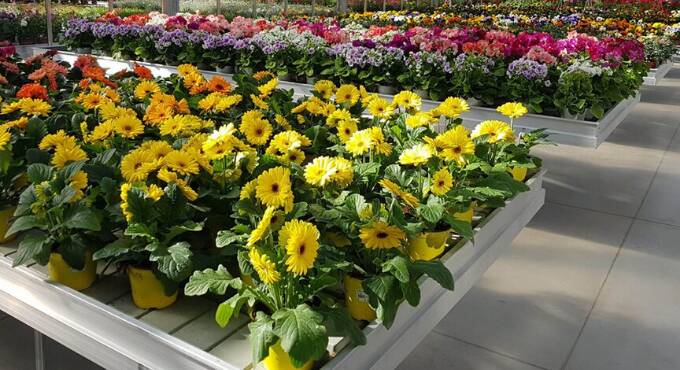 Al via la quarta edizione di “Anzio in fiore”, la mostra mercato del giardinaggio