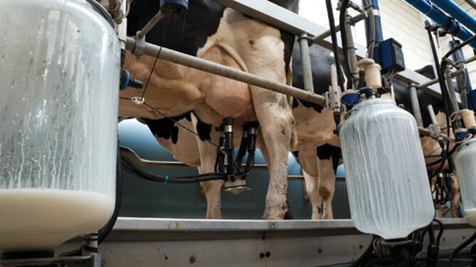 Fiumicino, Costanza (M5S): “Produttori del latte in ginocchio, impegno per un’intesa”