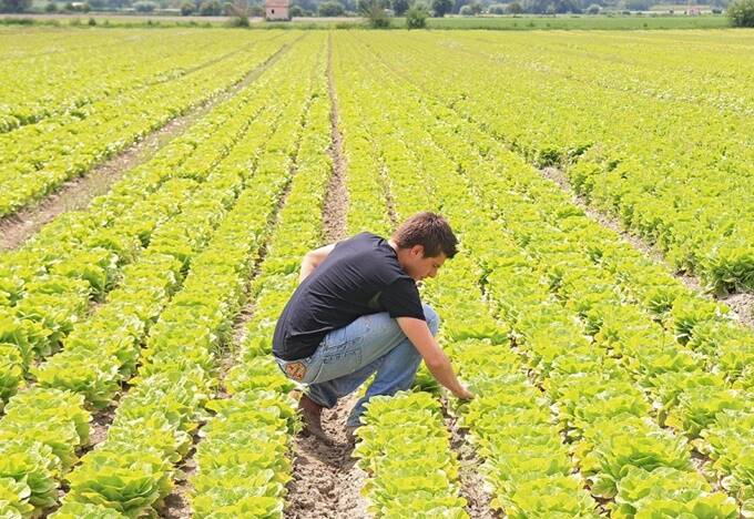 Regione Lazio, Onorati: “21 milioni di euro per 300 nuovi giovani agricoltori nel Lazio”