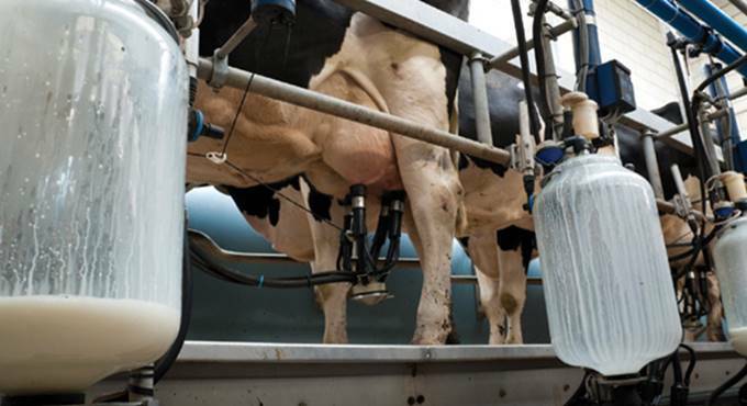 Arriva il latte senza mucche e il pesce in provetta, Coldiretti Lazio: “Deriva preoccupante”
