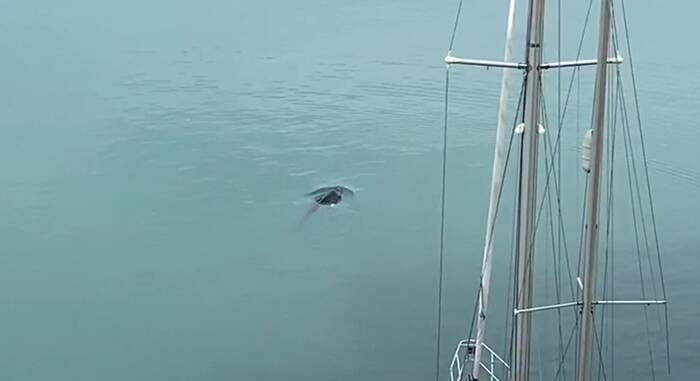 Anzio, meraviglia al porto: una balenottera nuota tra le barche – VIDEO