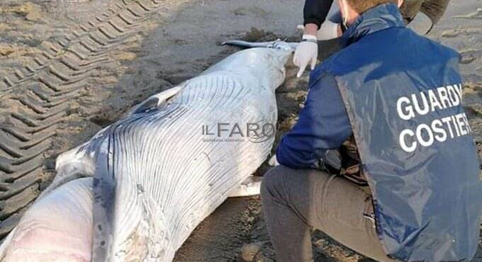Balenottera morta sulla spiaggia a Fregene