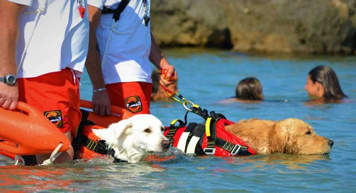Il Covid-19 non ferma i cani bagnino: “task force a 4 zampe” al lavoro per un’estate sicura