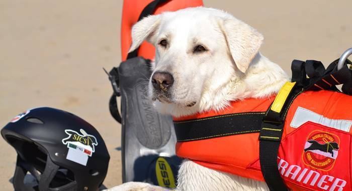 Il Covid-19 non ferma i cani bagnino: “task force a 4 zampe” al lavoro per un’estate sicura