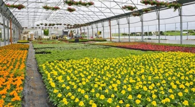 Agricoltura, Onorati: “Online il bando da 5 milioni per il florovivaismo”