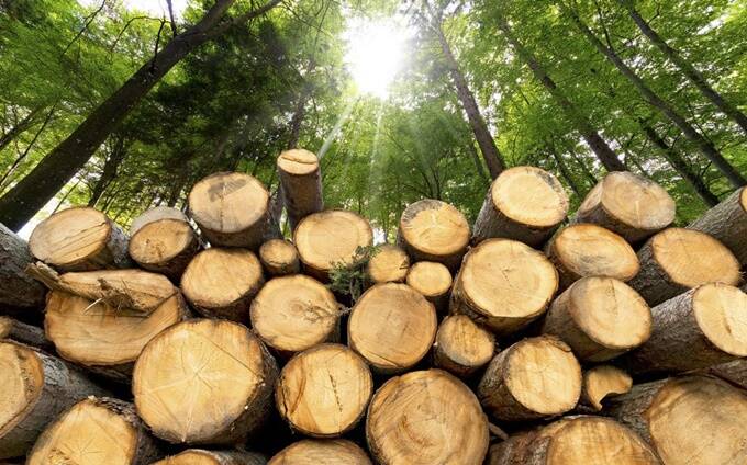 Regione Lazio, Onorati: “Prorogata la stagione di taglio e l’attività di utilizzazione forestale”