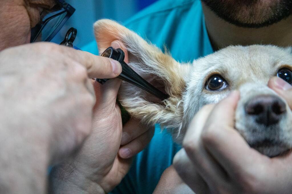 Minturno, veterinario radiato dall’albo continua a maltrattare gli animali: denunciato