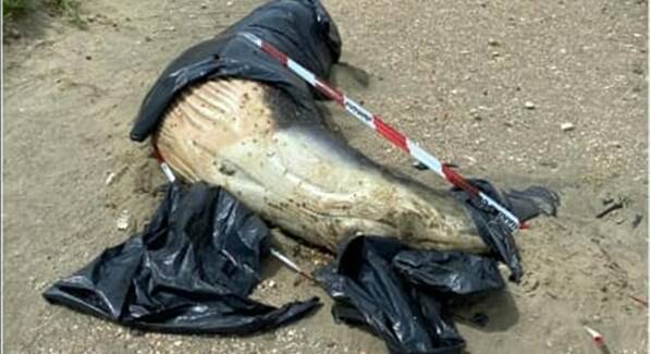 Balenottera morta a Fregene, il M5S: “Il Comune si attivi per il trasporto dell’animale”