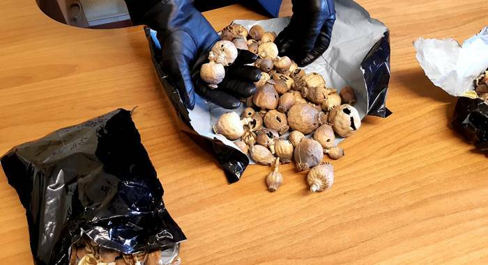 Anzio, sorpreso con 6 chili di bulbi di papaveri da oppio pronti alla vendita: arrestato