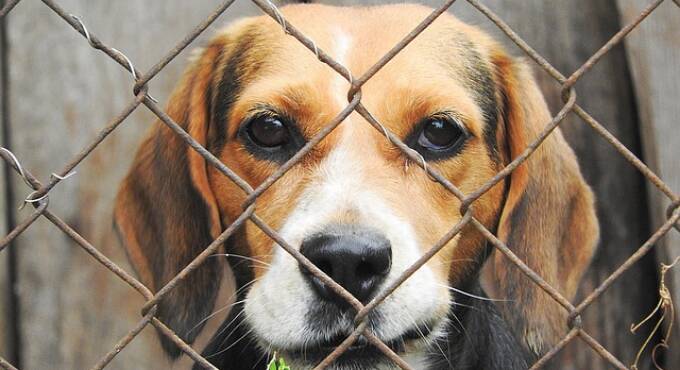 Ardea taglia i rapporti con Alba Dog, è allarme per 118 cani: i chiarimenti del Sindaco