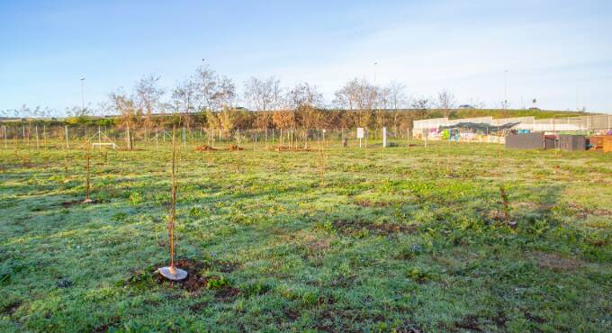 “Boschi E.On”: da Cerveteri a Latina piantati oltre 6.700 alberi sul litorale