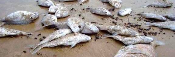 Moria di pesci alla Frasca, Tedesco e Magliani: “Si apra un’indagine”