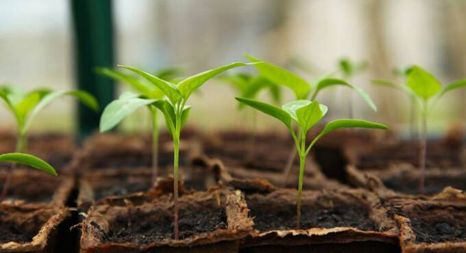 Agricoltura sostenibile, a Focene nasce “Operazione Madre Natura”
