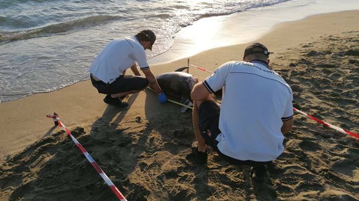 Focene, due carcasse di delfini ritrovate sulla spiaggia