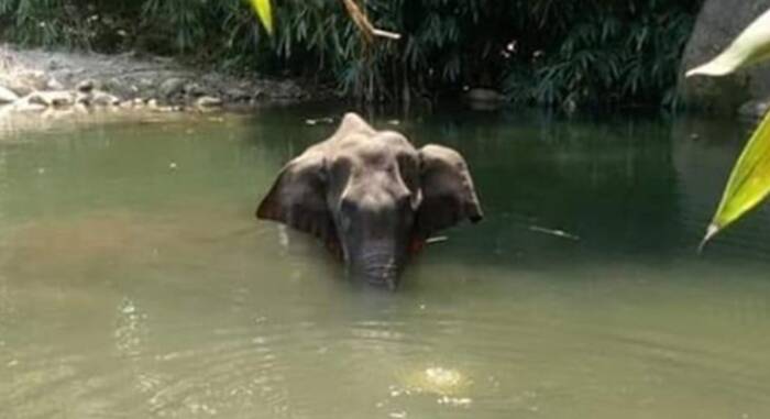 India, elefantessa incinta muore mangiando un ananas imbottito di petardi