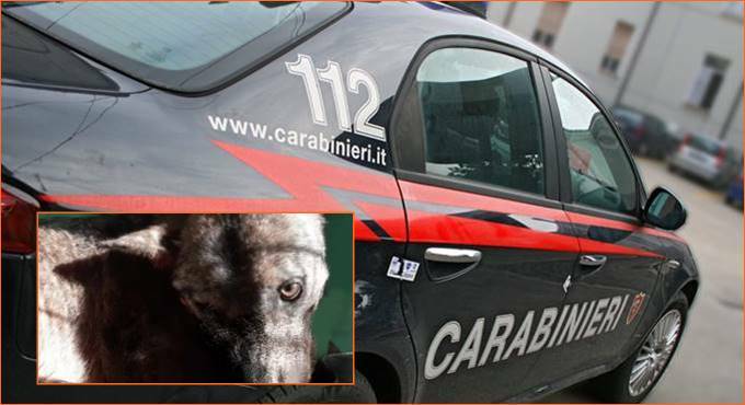 Civitavecchia, lupo investito sulla strada per Tolfa soccorso dai veterinari della Asl Roma 4