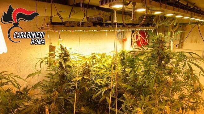 Acilia, coltivava marijuana nel garage di casa sua: arrestato