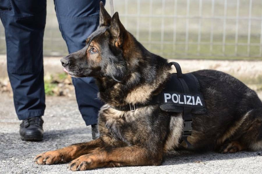 Droga nascosta nel registratore di cassa: cane poliziotto incastra commerciante-pusher ad Acilia