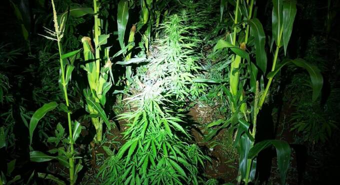 Roma, oltre 520 piante di marijuana coltivate tra il granturco: arrestato 67enne