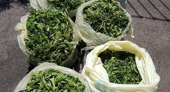 Roma, oltre 520 piante di marijuana coltivate tra il granturco: arrestato 67enne