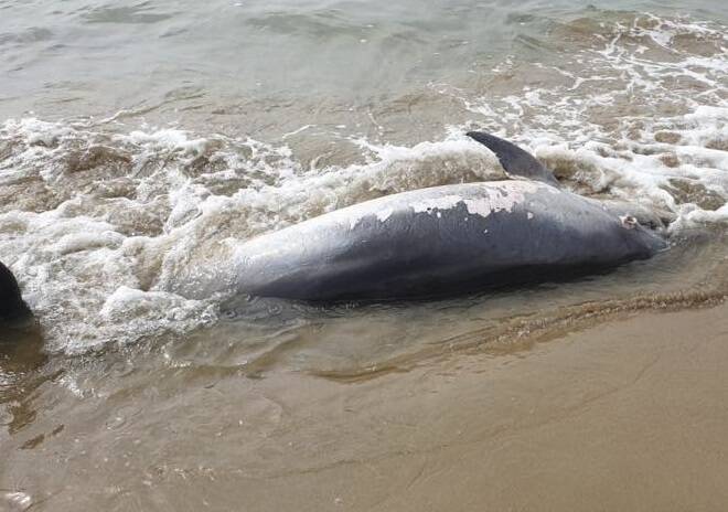 Delfino trovato morto sulla spiaggia di San Felice Circeo