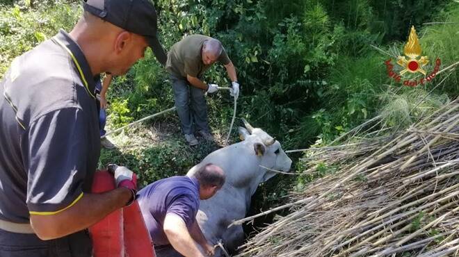 Toro cade in una buca di due metri nelle campagne romane: salvato dai vigili del fuoco