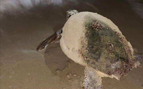 Tartaruga caretta caretta nidifica sul litorale di Fondi, uova messe in salvo da Tartalazio