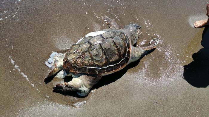 Rinvenuti i resti di una tartaruga marina al largo di Montalto